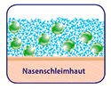 Nasenschleimhaut