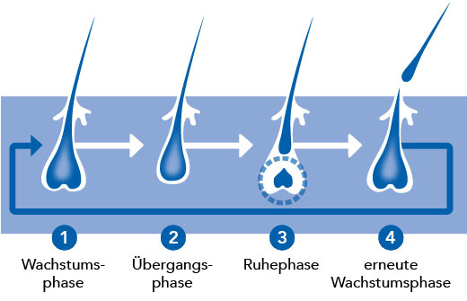 Wachstumsphasen Wachstumsphasen
