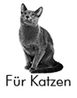 PHA Katzen